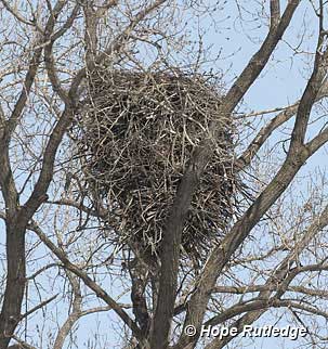 cylindrical nest