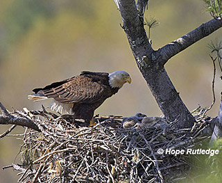 disk shaped eagle's nest