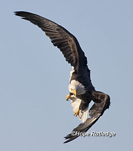 eagle