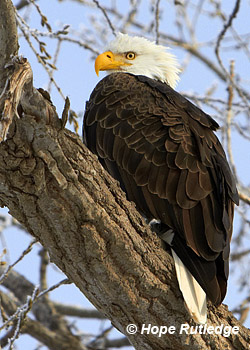 eagle
