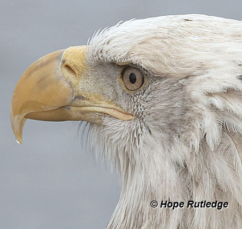 bald eagle