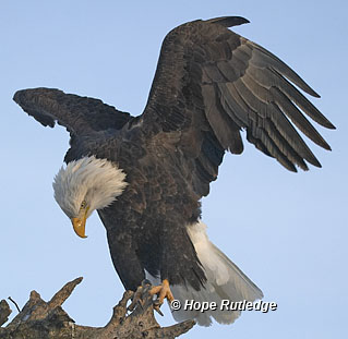 bald eagle