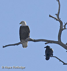 eagle and raven