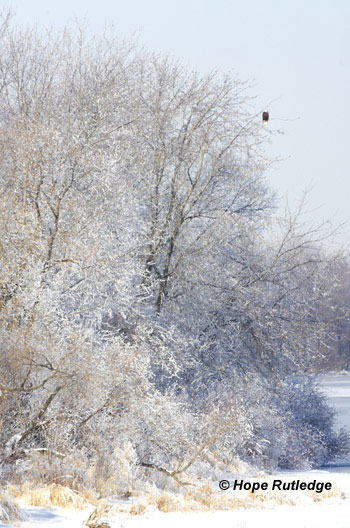 Winter along the Mississippi River