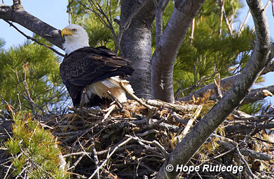 Eagle Bird on There Are An Estimated 7 066 Nesting Pairs Of Bald Eagles  Due To The