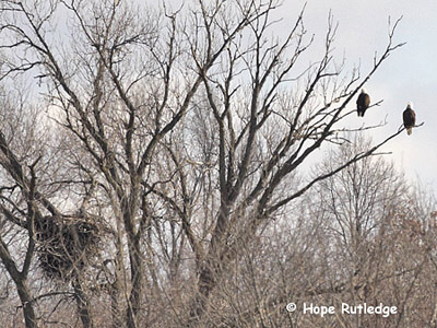 adult eagle feeding eaglet