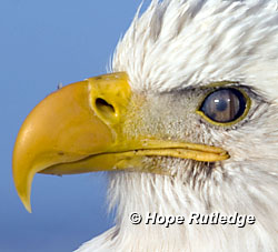 nictitating membrane