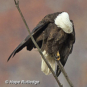 An eagle preening its feathers